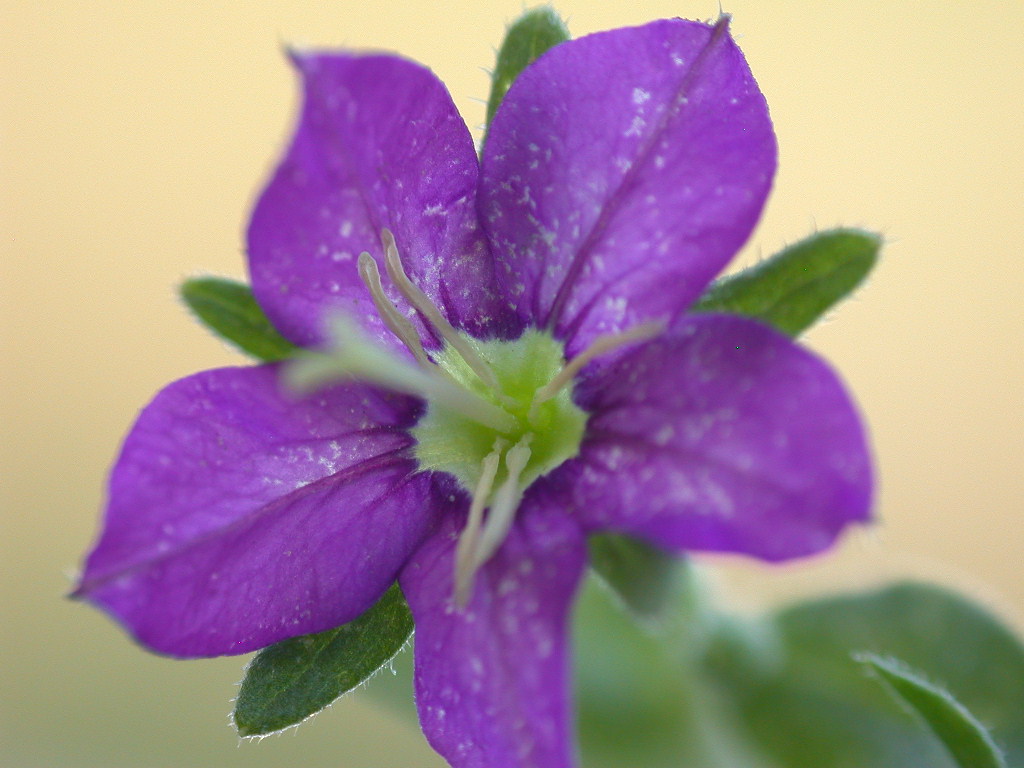 Legousia speculum-veneris / Specchio di Venere comune